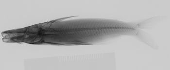 Media type: image; Ichthyology 27270